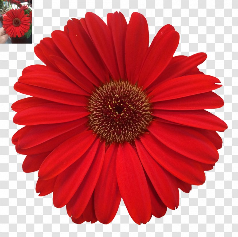 Photography Color - Daisy Transparent PNG
