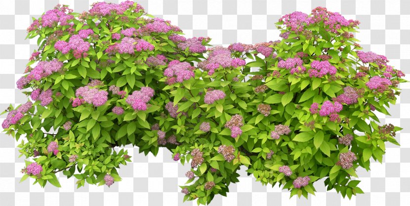 Plant Shrub Tree - Flower Transparent PNG
