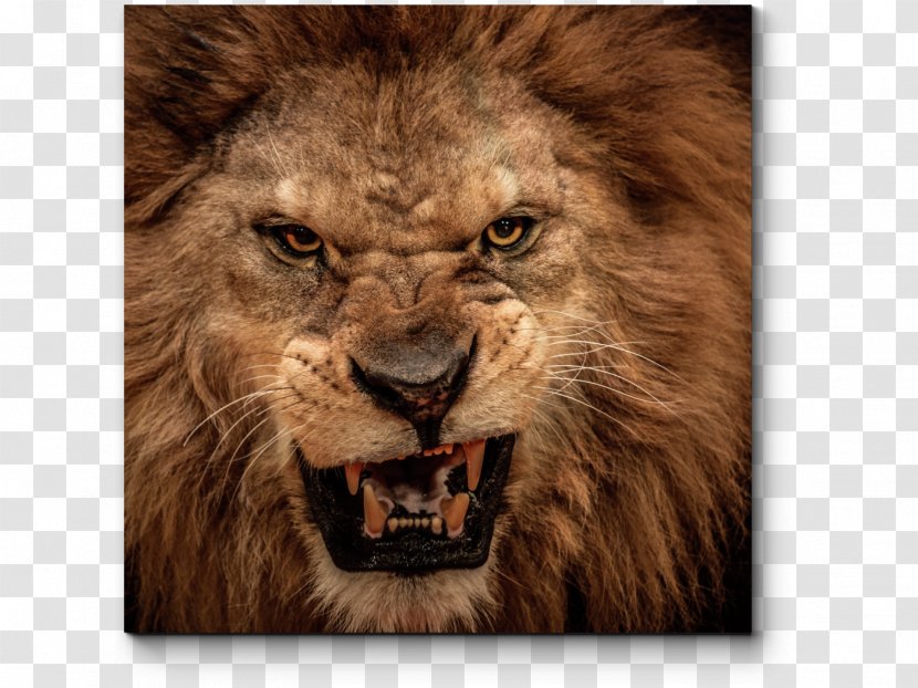 Lion's Roar Cat Photography - Terrestrial Animal - Lion Transparent PNG