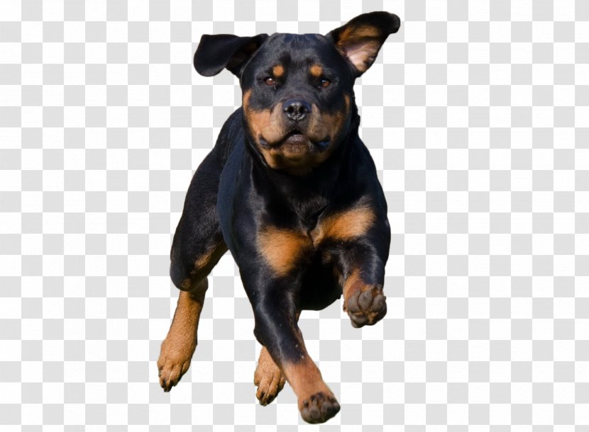 The Rottweiler Puppy Pit Bull Dog Breed - Giant Transparent PNG