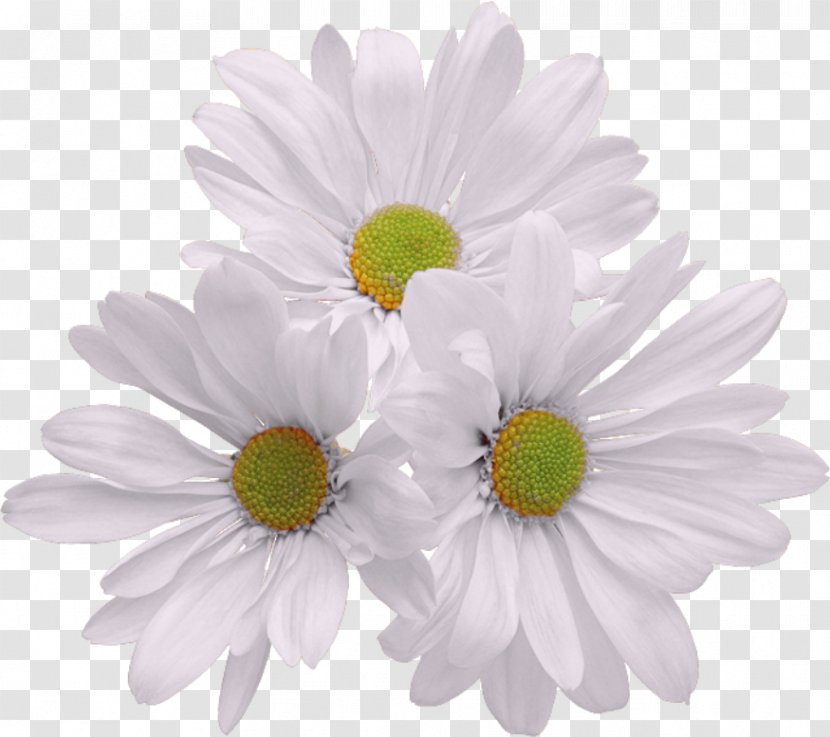 Chrysanthemum Flower Bouquet Clip Art Image - Marguerite Daisy Transparent PNG