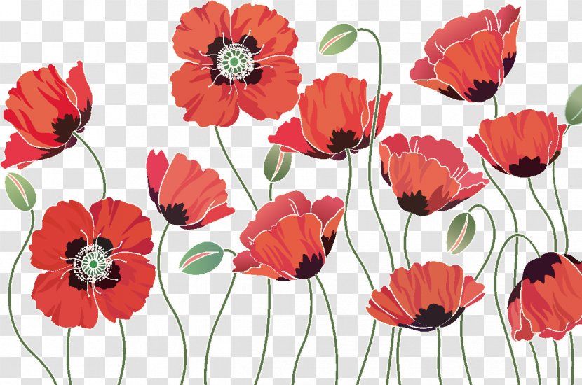 Common Poppy Opium Remembrance Flower - Poppies Transparent PNG
