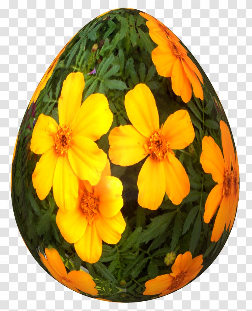 Winter Squash Cucurbita - Flower - Egg Flowers Transparent PNG