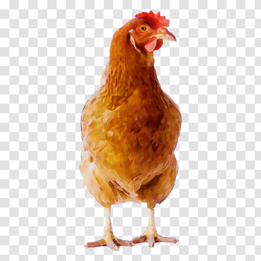 Egg Transparent PNG