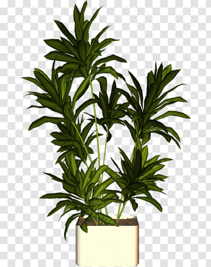 Flowerpot Plant Arecaceae - Houseplant Transparent PNG