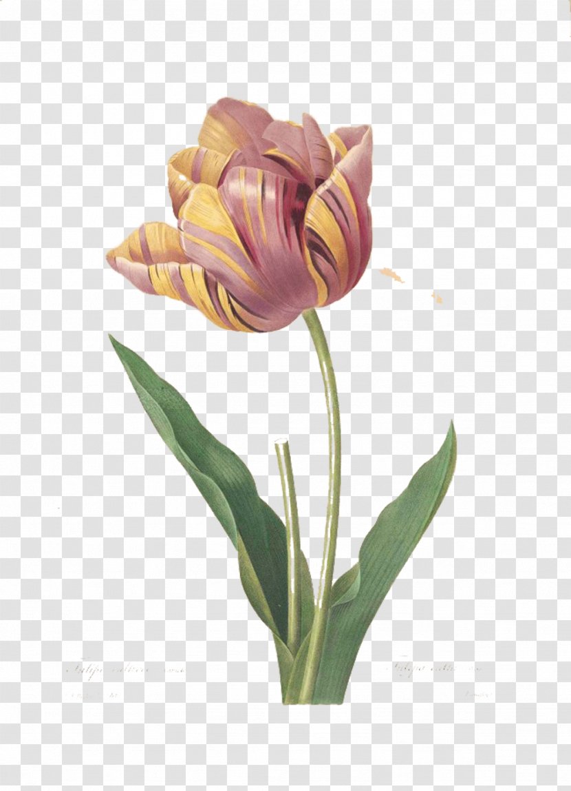 Tulip Printmaking Rose Painting Illustration - Art - Beautiful Queen Picture Material Transparent PNG