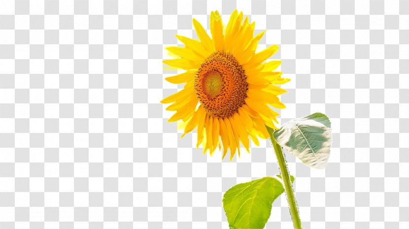 Common Sunflower Microsoft PowerPoint Download Computer File - Cut Flowers - Flower Transparent PNG