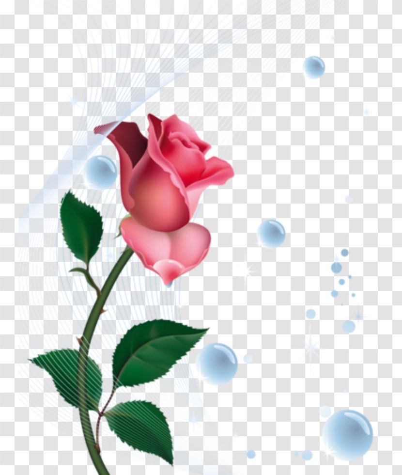 Rose Desktop Wallpaper Flower Clip Art - Flowering Plant Transparent PNG