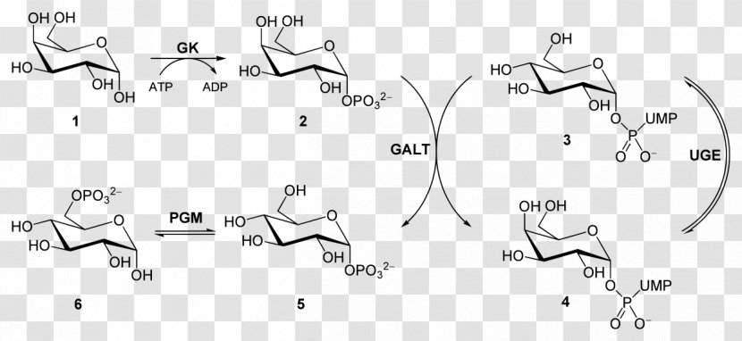 Galactose-1-phosphate Uridylyltransferase Glycolysis Glucose 1-phosphate Galactose - Uridine Diphosphate Transparent PNG