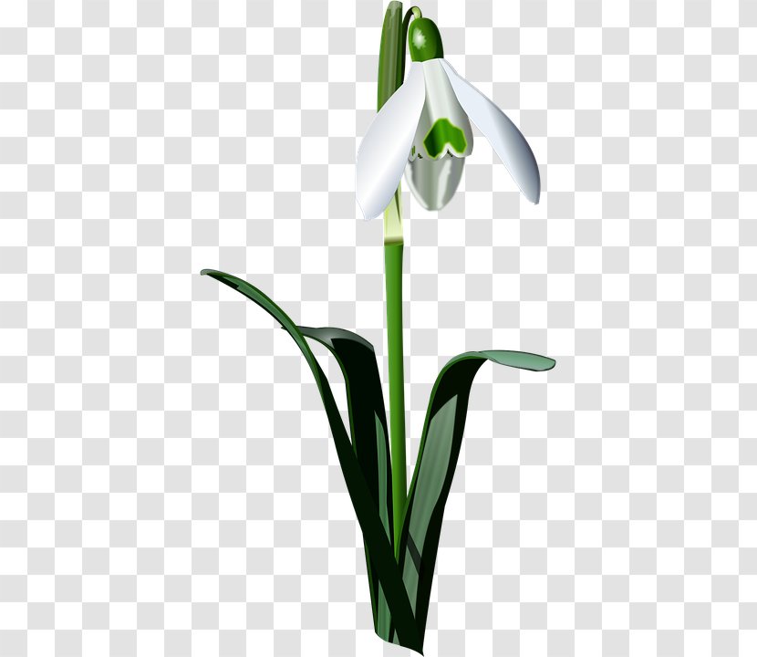 Snowdrop Bulb Drawing Clip Art - Plant Transparent PNG