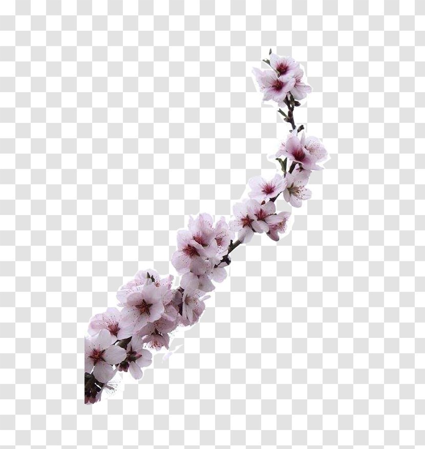 Almond Blossoms Apricot Flower - Blooming Flowers Transparent PNG
