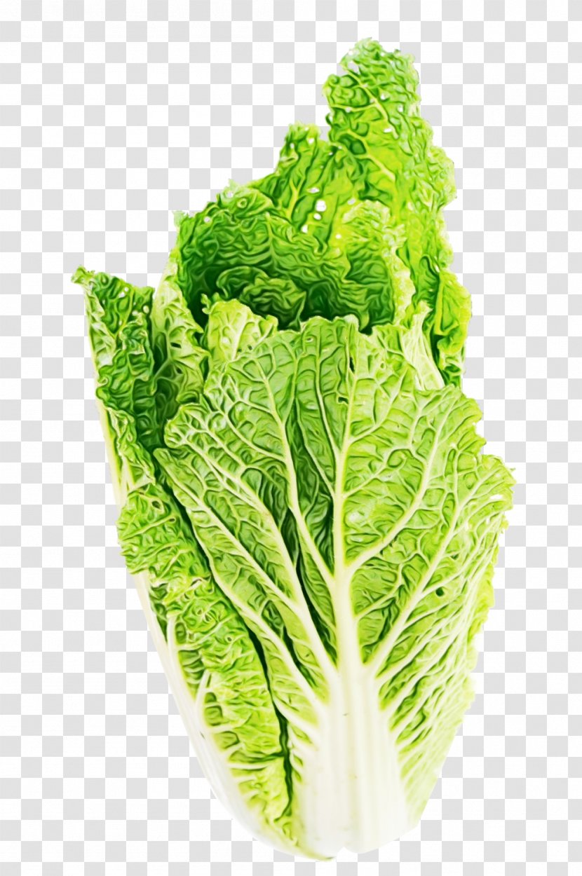 Basil Leaf - Rapini - Superfood Iceburg Lettuce Transparent PNG