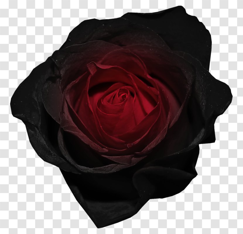 Black Rose Image Drawing - Flower Transparent PNG