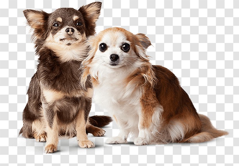Chihuahua Cat Puppy Pet Veterinarian - Dog Like Mammal Transparent PNG