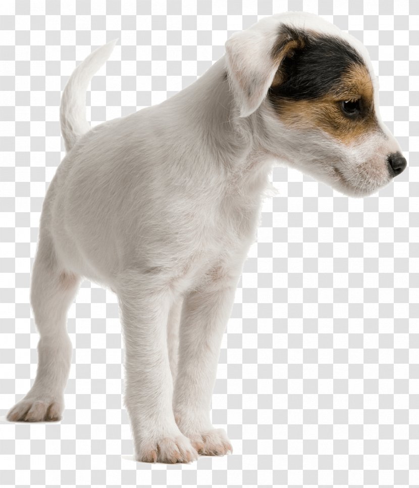 Jack Russell Terrier Miniature Fox Dog Daycare Pet Sitting Puppy - Canidae Transparent PNG