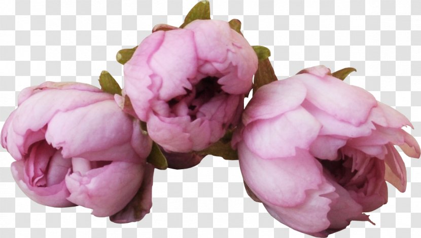 Peony - Flower - Photography Transparent PNG