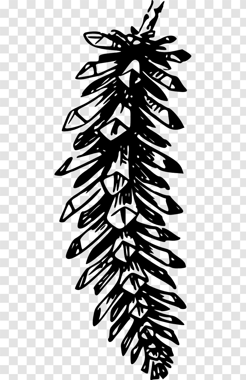 Family Tree Background - Conifer - Eastern Hemlock Flower Transparent PNG