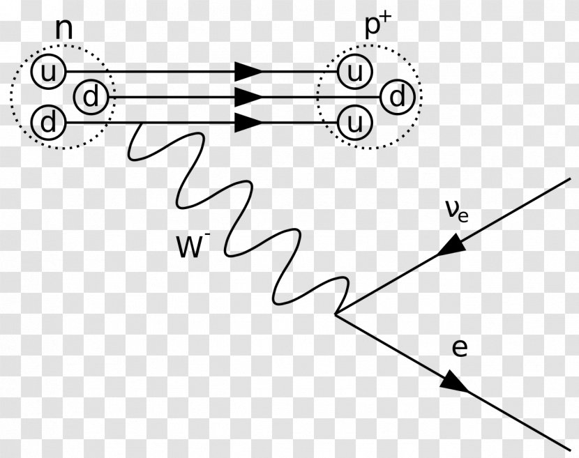 Feynman Diagram Beta Particle Decay Positron Emission Quantum Mechanics - Tree Transparent PNG