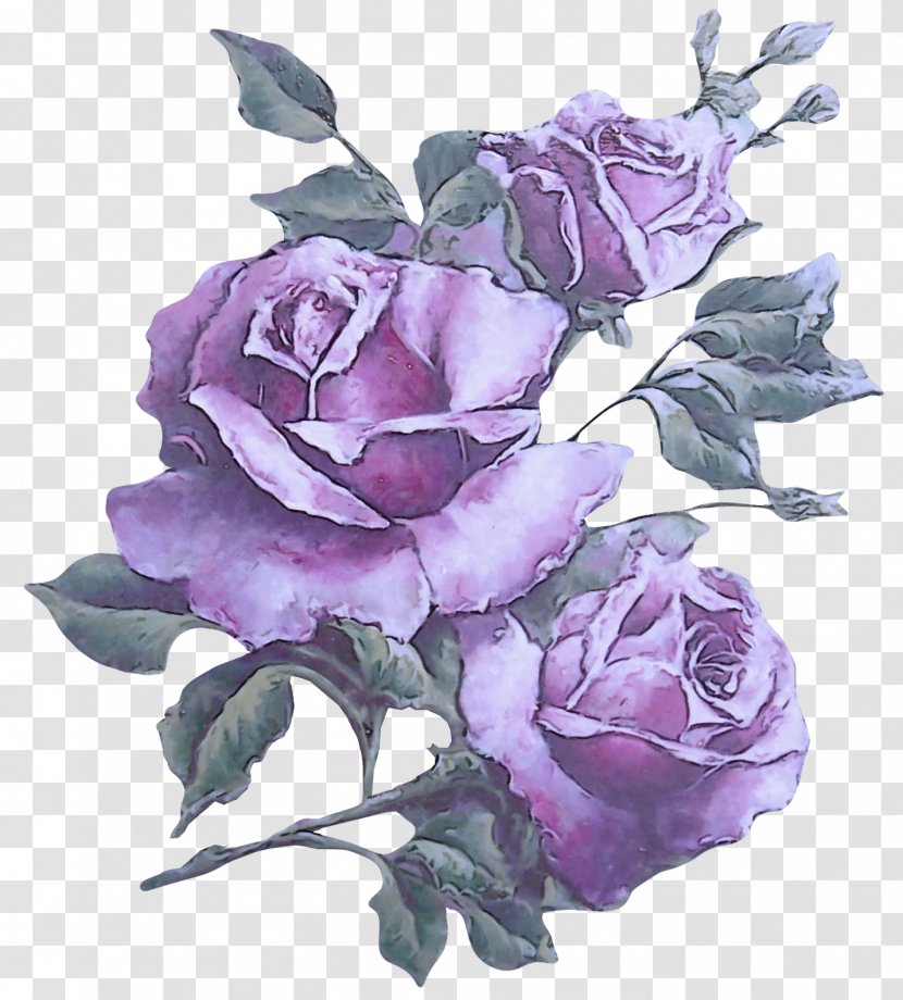 Garden Roses - Rose Family - Plant Transparent PNG