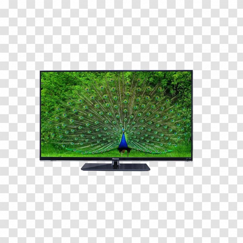 Bird Peafowl Feather Wallpaper - Green - Hisense TV Transparent PNG
