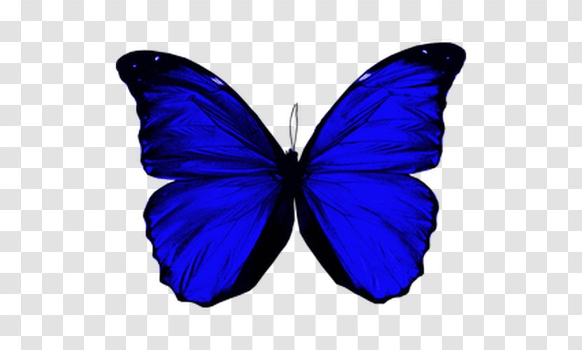 Butterfly Morpho Menelaus Didius Peleides Helenor Transparent PNG