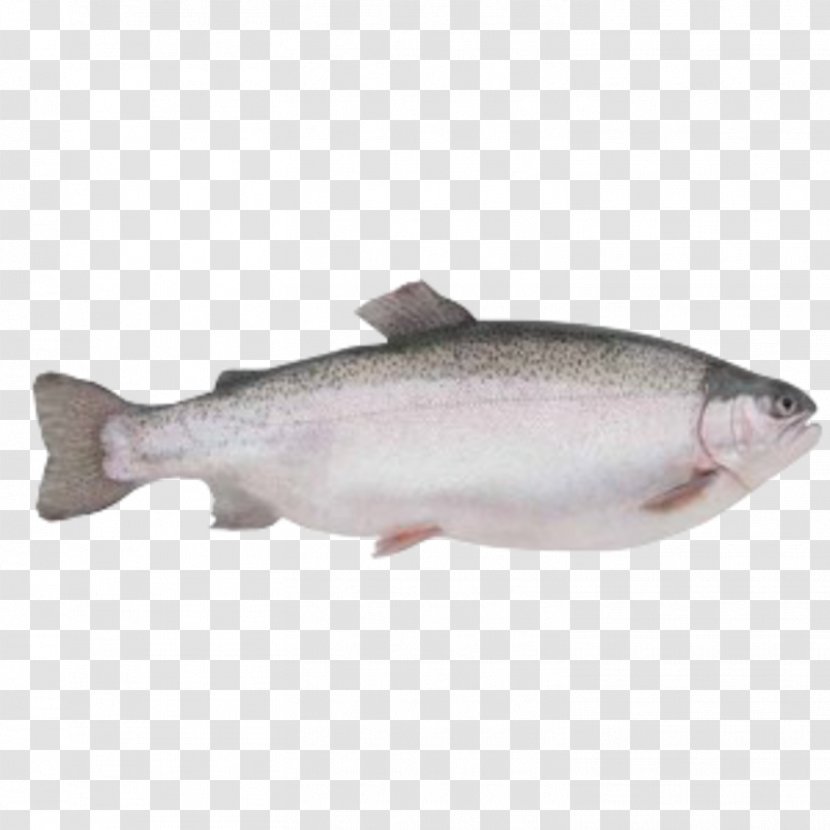 Loch Etive Rainbow Trout Salmon Sea - Seafood Transparent PNG