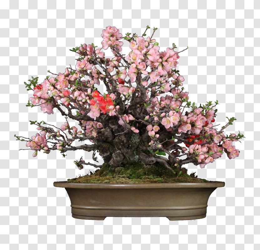 Chinese Sweet Plum Bonsai Flowerpot Lichun Quince - Blossom - Japanese Transparent PNG