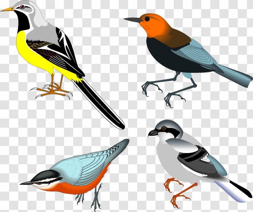 Bird Drawing Clip Art - Finch - Birds Transparent PNG