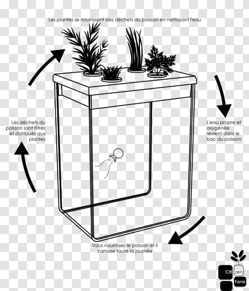 Reggio Emilia Approach Pedagogy Plant Dill Transparent PNG