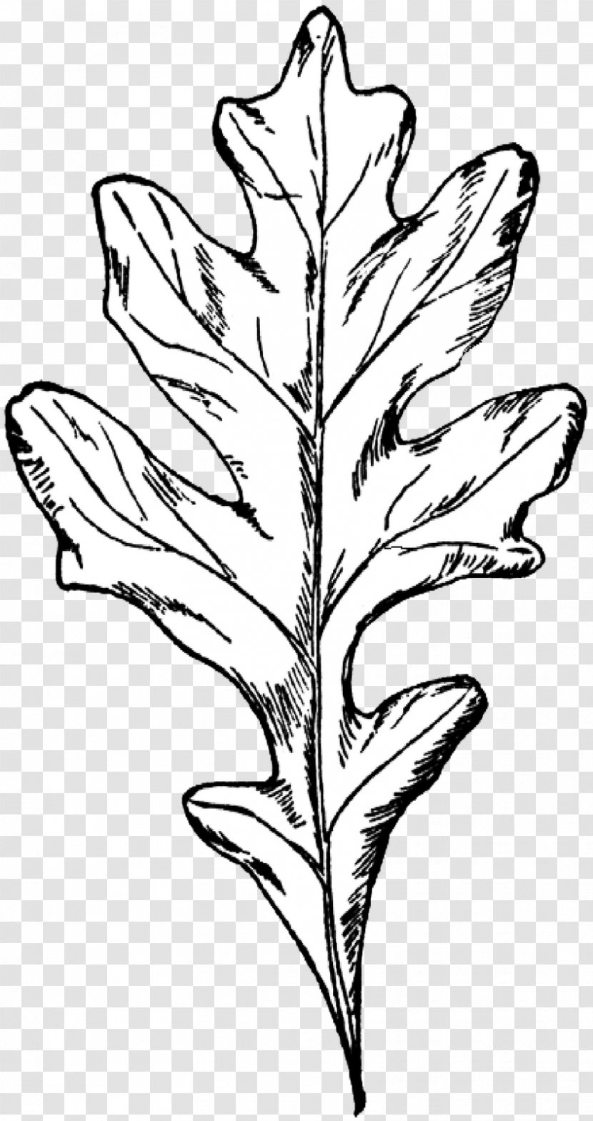 White Oak Drawing Autumn Leaf Color Tree - Black And Transparent PNG