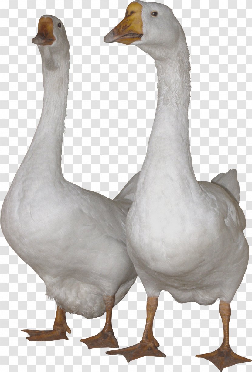Domestic Goose Swan Duck Clip Art - Anser - White Gooses Image Transparent PNG