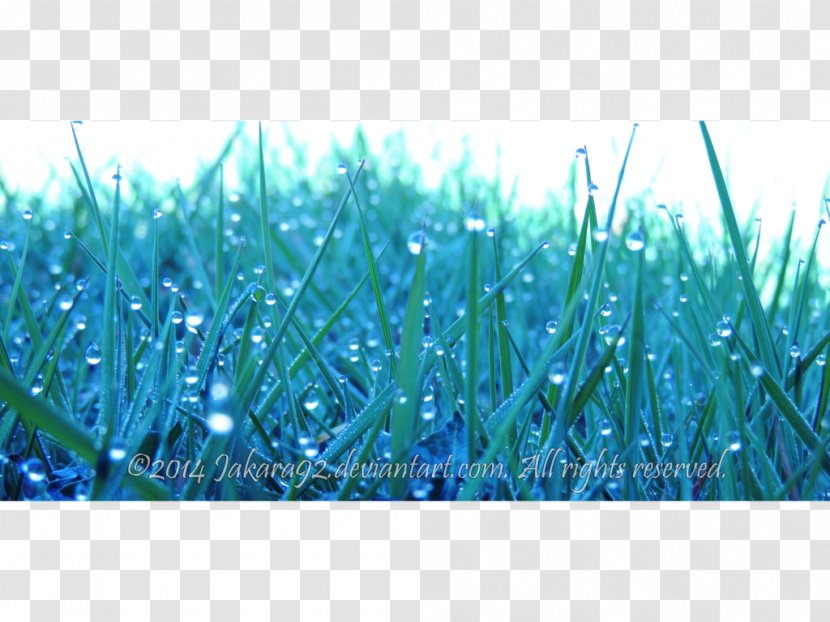 Close-up Meadow Grasses Microsoft Azure Sky Plc - Water Droplets Thrown Poster Material Transparent PNG