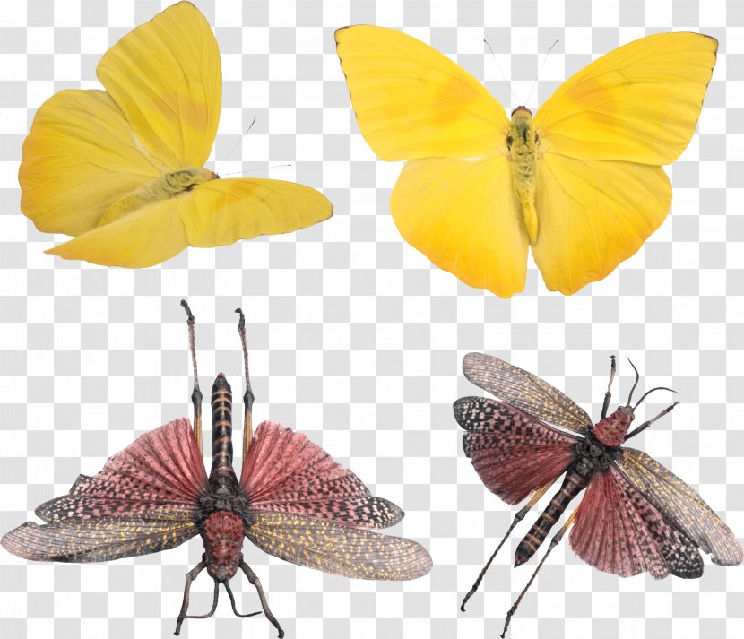 University Of Warmia And Mazury In Olsztyn Clouded Yellows Faculty Social Sciences Pedagogy Teoria Wychowania - Wing - Papilio Protenor Transparent PNG