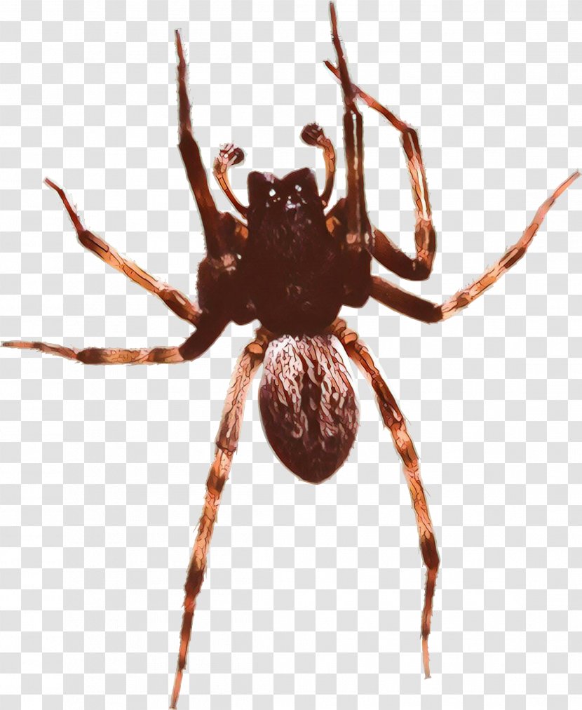 Black Widow - Angulate Orbweavers - Parasite Spider Transparent PNG