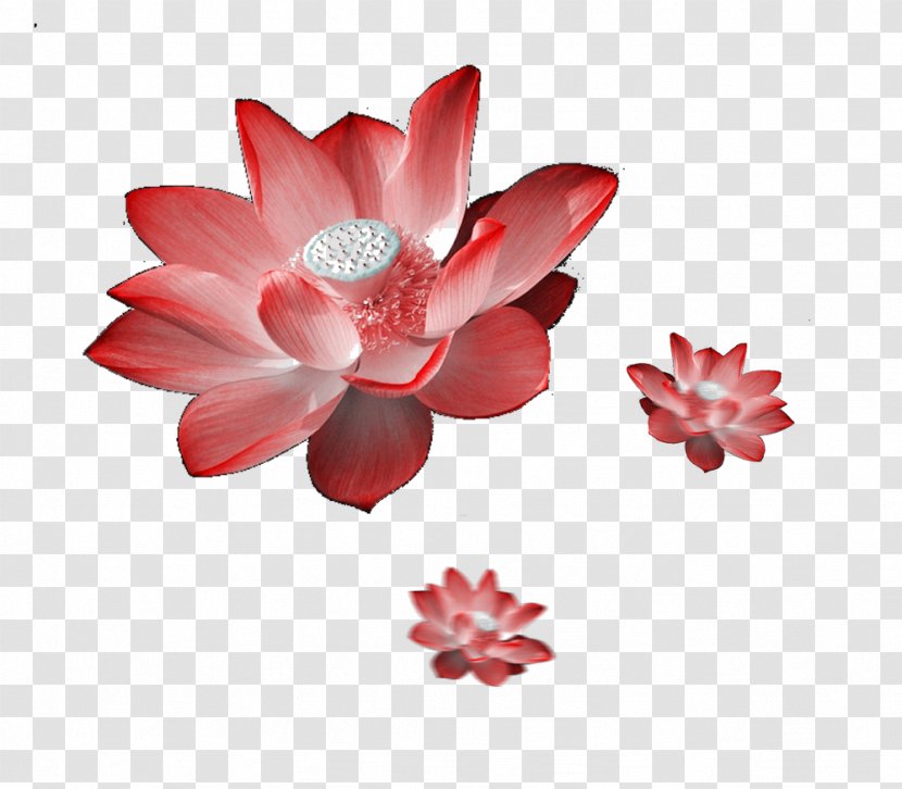 Nelumbo Nucifera - Plant - Flying Lotus Picture Material Transparent PNG