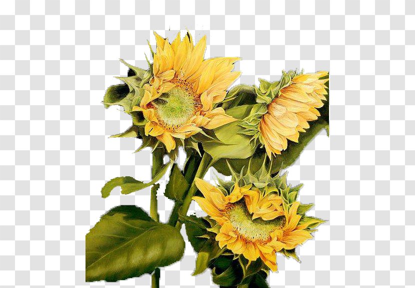 Common Sunflower Sunflowers Still Life Oil Painting - Canvas - Realism Watercolor Transparent PNG