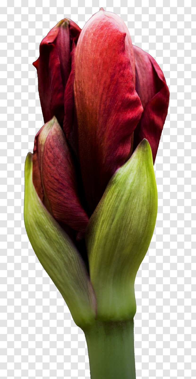 Flower Clip Art - Amaryllis Belladonna - Lotus Transparent PNG