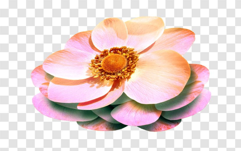 Flower Animation Clip Art - Email - Dahlia Transparent PNG