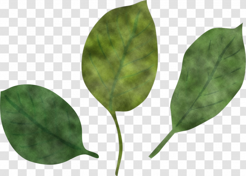 Leaf Plant Stem Plant Pathology Pathology Plants Transparent PNG