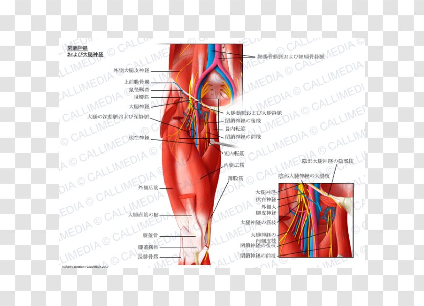 Obturator Nerve External Muscle Femoral Internal - Heart - Nervous System Transparent PNG