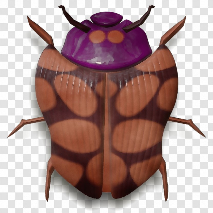 Insect Beetle Transparent PNG