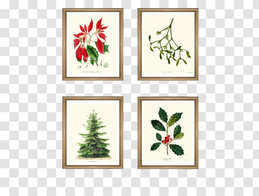 Art Flower Holly Floral Design Poinsettia - Christmas Posters Transparent PNG