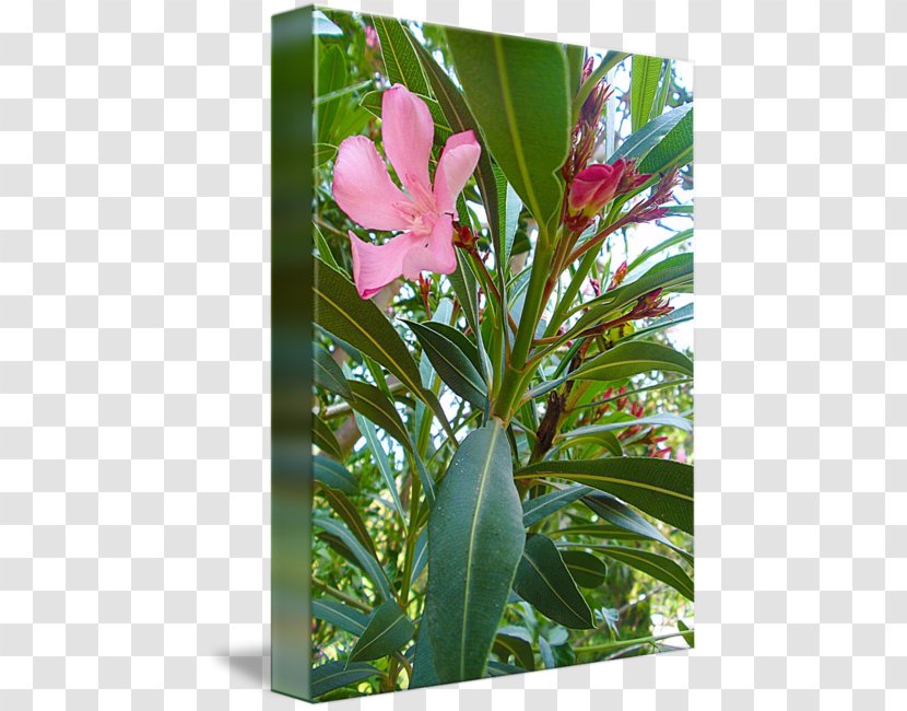 Petal Flowering Plant Leaf Shrub - Flower - Bird Paradise Transparent PNG