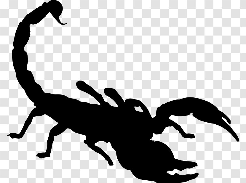 Scorpion Drawing Clip Art - Silhouette Transparent PNG