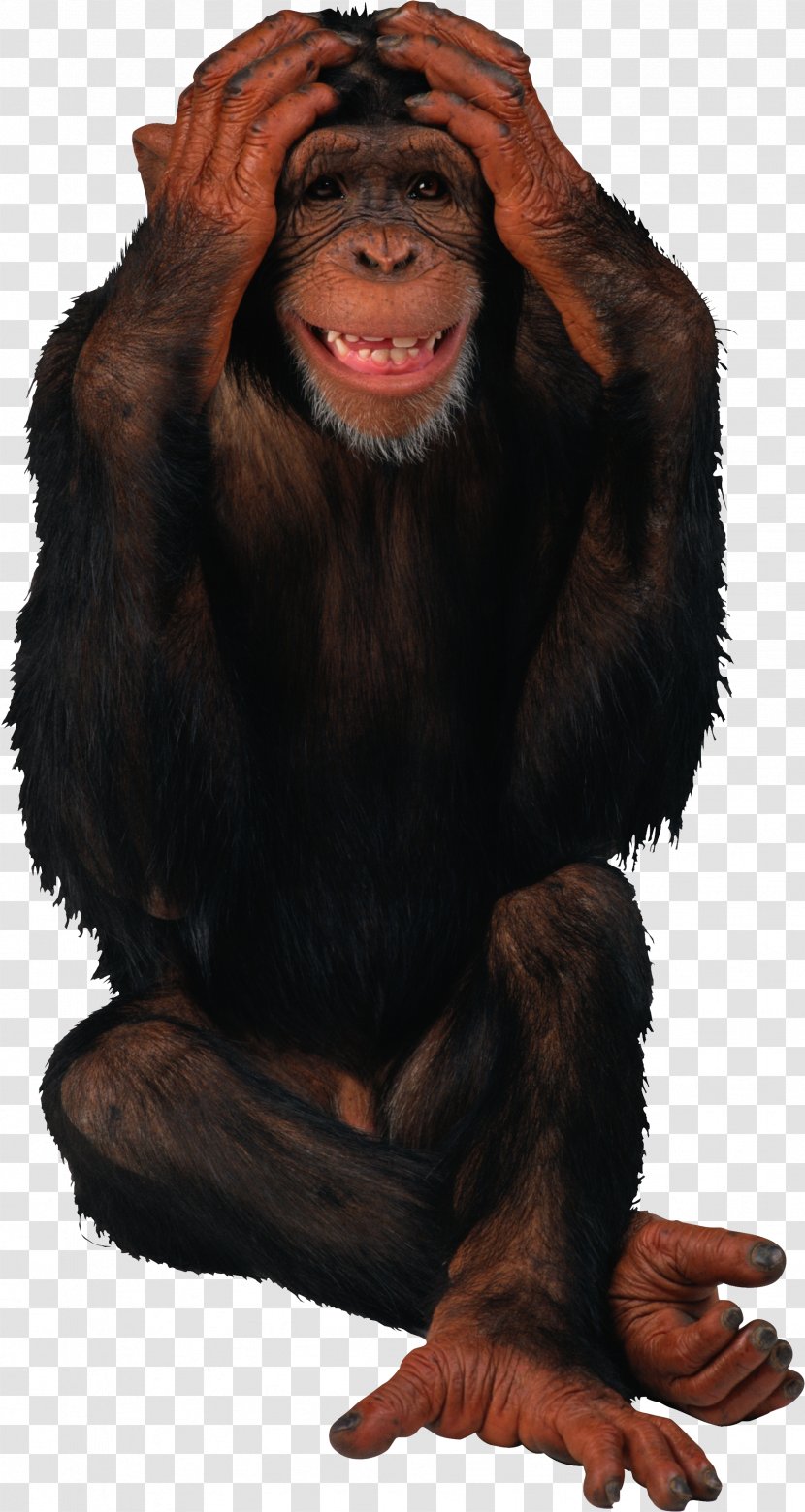 Birthday Monkey Giphy Gorilla Transparent PNG