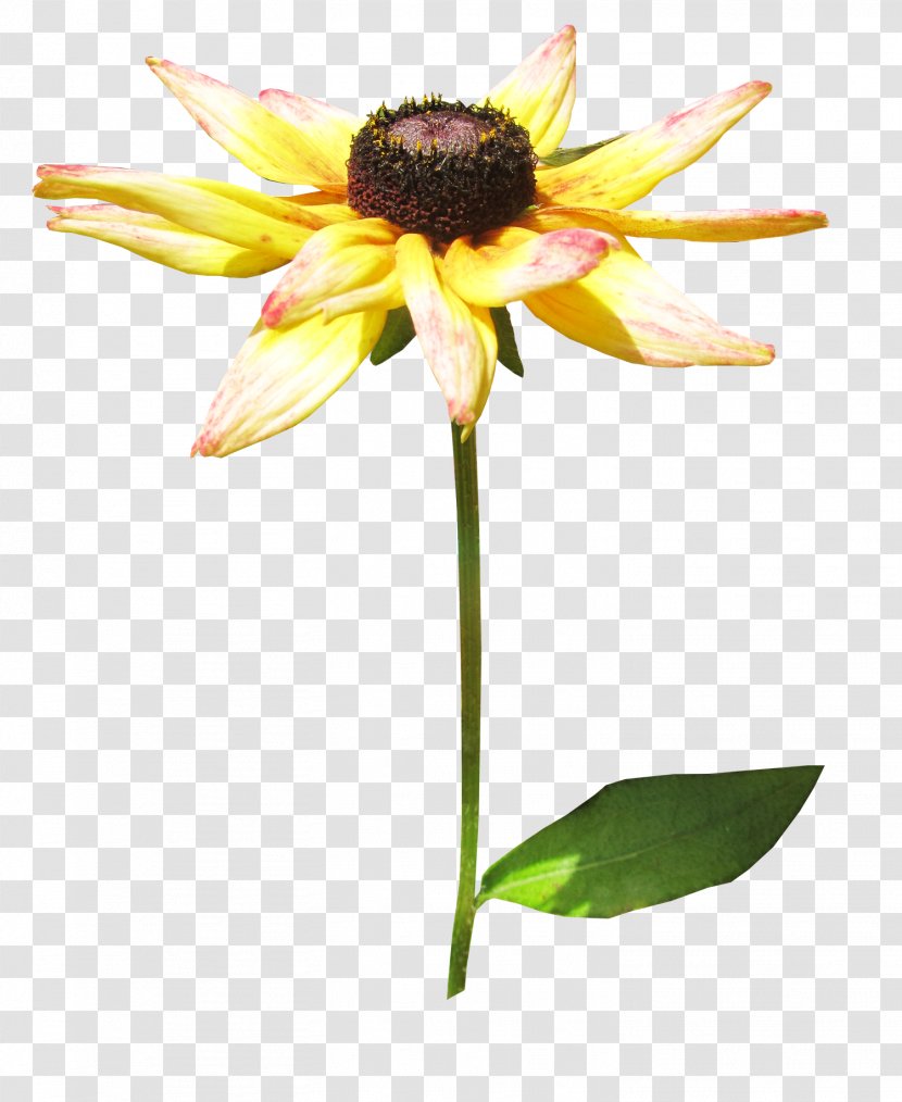Common Sunflower RAR Clip Art - Ono Chrysanthemum Transparent PNG