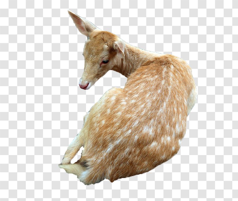 Sika Deer Goat - Goats - Tummy Transparent PNG