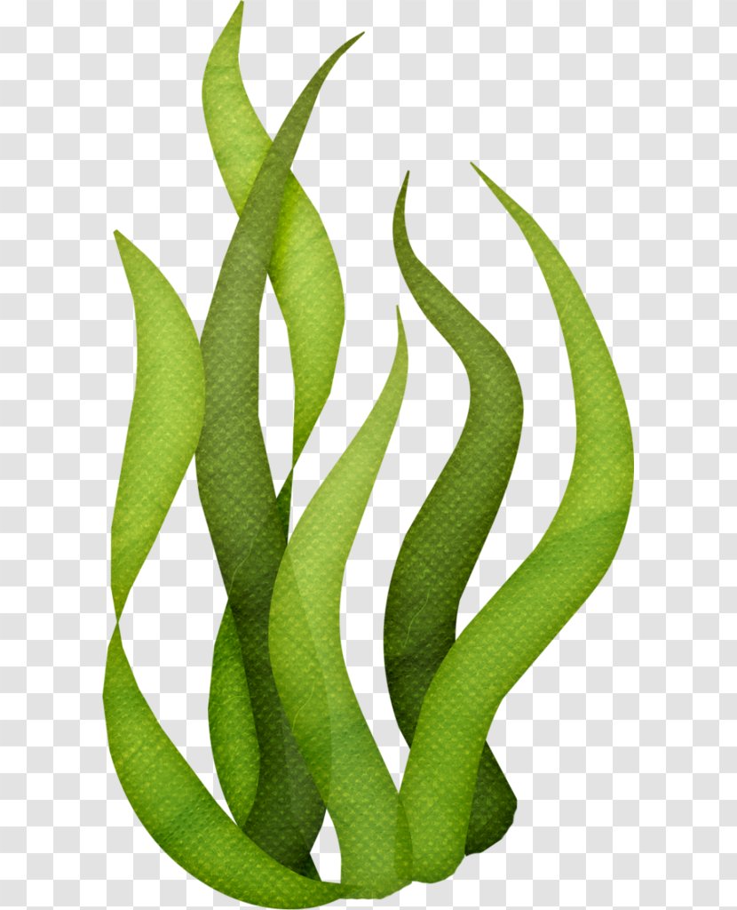 Edible Seaweed Drawing Clip Art - Seagrass - Aquatic Plants Transparent PNG
