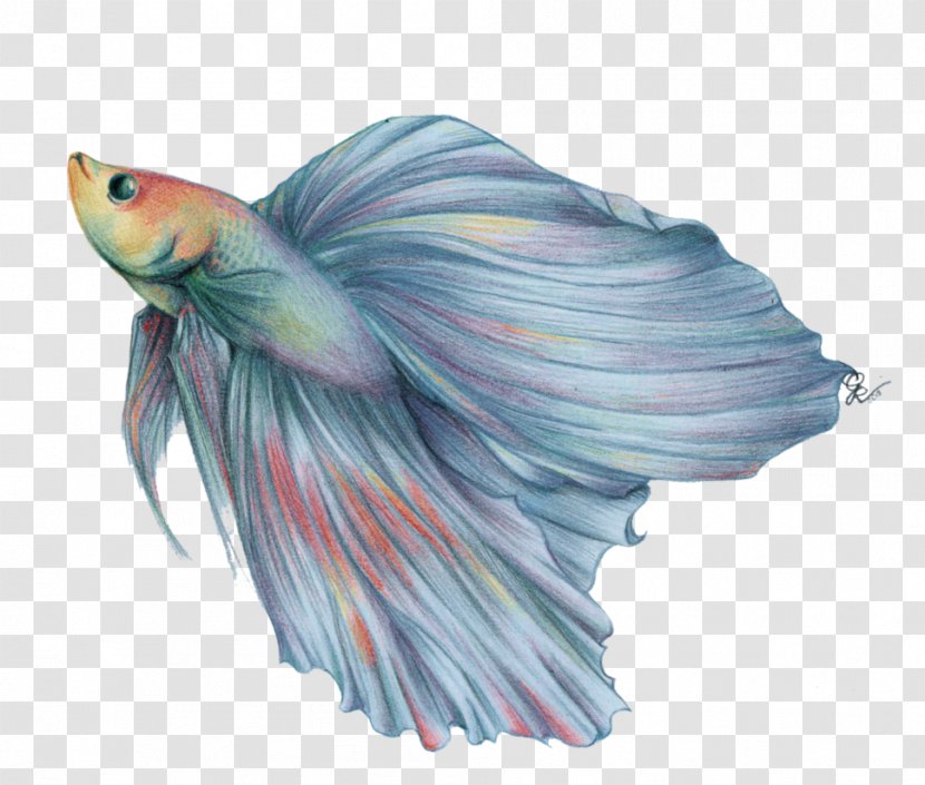 Siamese Fighting Fish Animal Watercolor Painting Drawing - Jpeg Network Graphics Transparent PNG