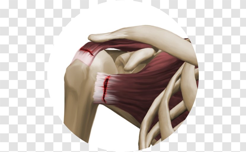 Shoulder Knee - Joint - Design Transparent PNG